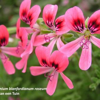 Pelargonium 'Blandfordianum Roseum'