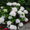 Hortensia, Bolhortensia - Hydrangea Macrophylla 'ENDLESS SUMMER The Bride' 