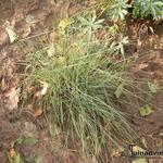 Muhlenbergia capillaris 'Pink Muhly Grass' - Muhlenbergia