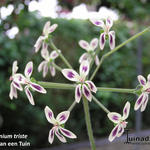 Pelargonium triste - Geranium