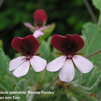 Pelargonium x 'Renate Parsley'