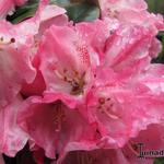 Rhododendron Yakushimanum 'Marlis' - Rododendron