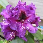 Rhododendron 'Purple Splendour' - Rododendron
