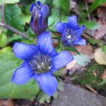 Gentiana scabra 'Encia Princess' - Herfstgentiaan, Japanse gentiaan