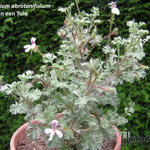 Pelargonium abrotanifolium - Geranium