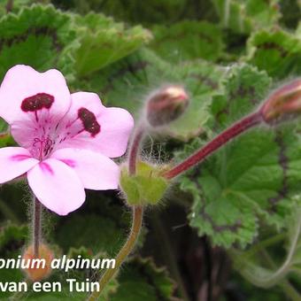 Pelargonium alpinum