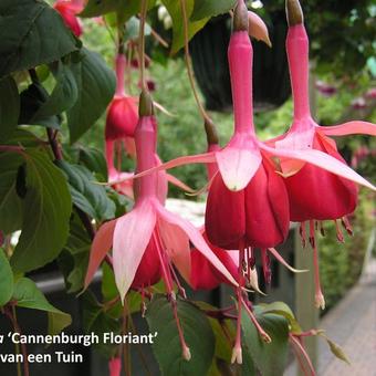 Fuchsia 'Cannenburgh Floriant'