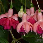 Fuchsia 'Garden News' - Bellenplant