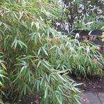 Fargesia rufa - Bamboe