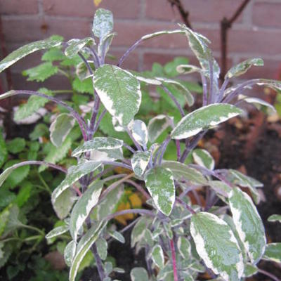 Salie - Salvia officinalis 'Tricolor'