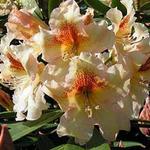 Rhododendron 'Bernstein' - Rododendron