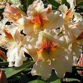 Rhododendron 'Bernstein'