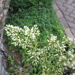 Ligustrum japonicum 'Texanum' - Liguster - Ligustrum japonicum 'Texanum'
