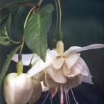 Fuchsia 'Martinus' - Bellenplant