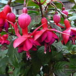 Fuchsia 'Granada' - Bellenplant