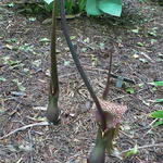 Amorphophallus kiusianus - Voodoolelie
