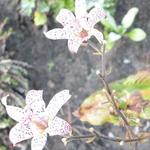 Tricyrtis formosana 'Hiki Yuri' - Paddenlelie / arme lui 's orchidee