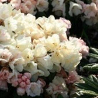 Rhododendron yakushimanum 'Dusty Miller'