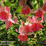 Fuchsia 'Mollie Beaulah' - Bellenplant