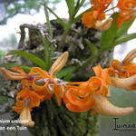 Dendrobium unicum - Orchidee, miniatuur