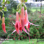 Fuchsia 'Mrs. W. Rundle' - Bellenplant