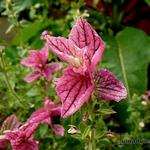 Salvia viridis - Salie