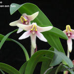 Eria thao - Orchidee