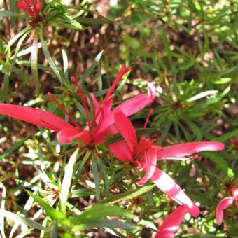 Rhododendron stenopetalum 'Linearifolium'