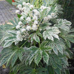 Fatsia japonica 'Variegata' - Vingerplant