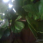 Ficus lyrata - Ficus lyrata - Vioolbladplant, tabaksplant