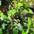 Mahonia aquifolium 'Smaragd'