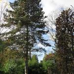 Pinus nigra subsp. nigra - Oostenrijkse den
