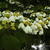 Viburnum plicatum f. tomentosum 'Mariesii'