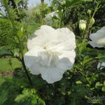 Althaeastruik - Hibiscus syriacus 'White CHIFFON'