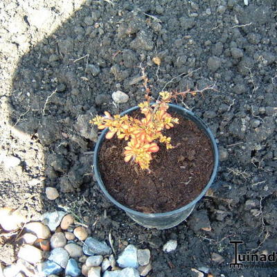 Zuurbes - Berberis thunbergii f. atropurpurea 'Rose Glow'