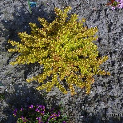 Berberis thunbergii f. atropurpurea 'Rose Glow' - Zuurbes