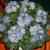 Primula vulgaris 'Zebra Blue'
