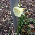 Narcissus bulbocodium - Hoepelroknarcis