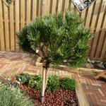 Pinus nigra 'Pierrick Brégeon'  - Pijnboom