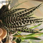 Haworthia fasciata - Zebraplant