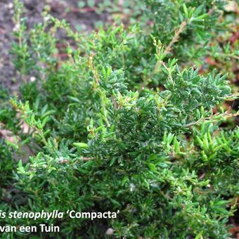 Berberis x stenophylla 'Corallina Compacta'