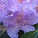 Rododendron - Rhododendron 'Catawbiense Grandiflorum'