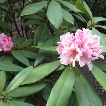 Rhododendron 'Christmas Cheer'