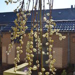 Salix caprea 'Kilmarnock' - Treurwaterwilg