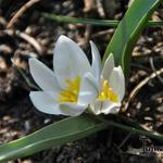 Tulipa polychroma - Tulp, Dwergtulp