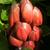 Hyacinthus orientalis 'Jan Bos'
