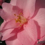 Camellia japonica 'Desire' - Camelia