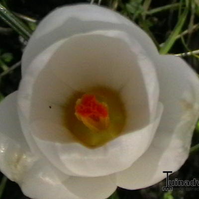 Crocus chrysanthus 'Ard Schenk' - Krokus