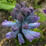 Hyacinthus orientalis 'Delft Blue' - Hyacint