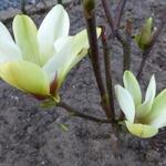 Magnolia 'Sunrise' - Beverboom